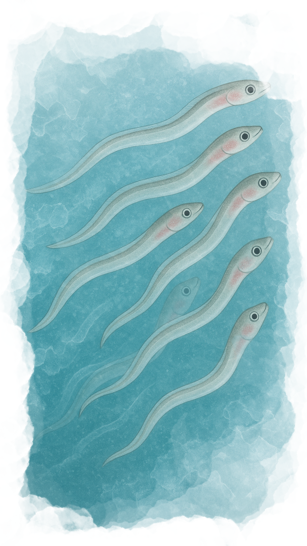 Elvers