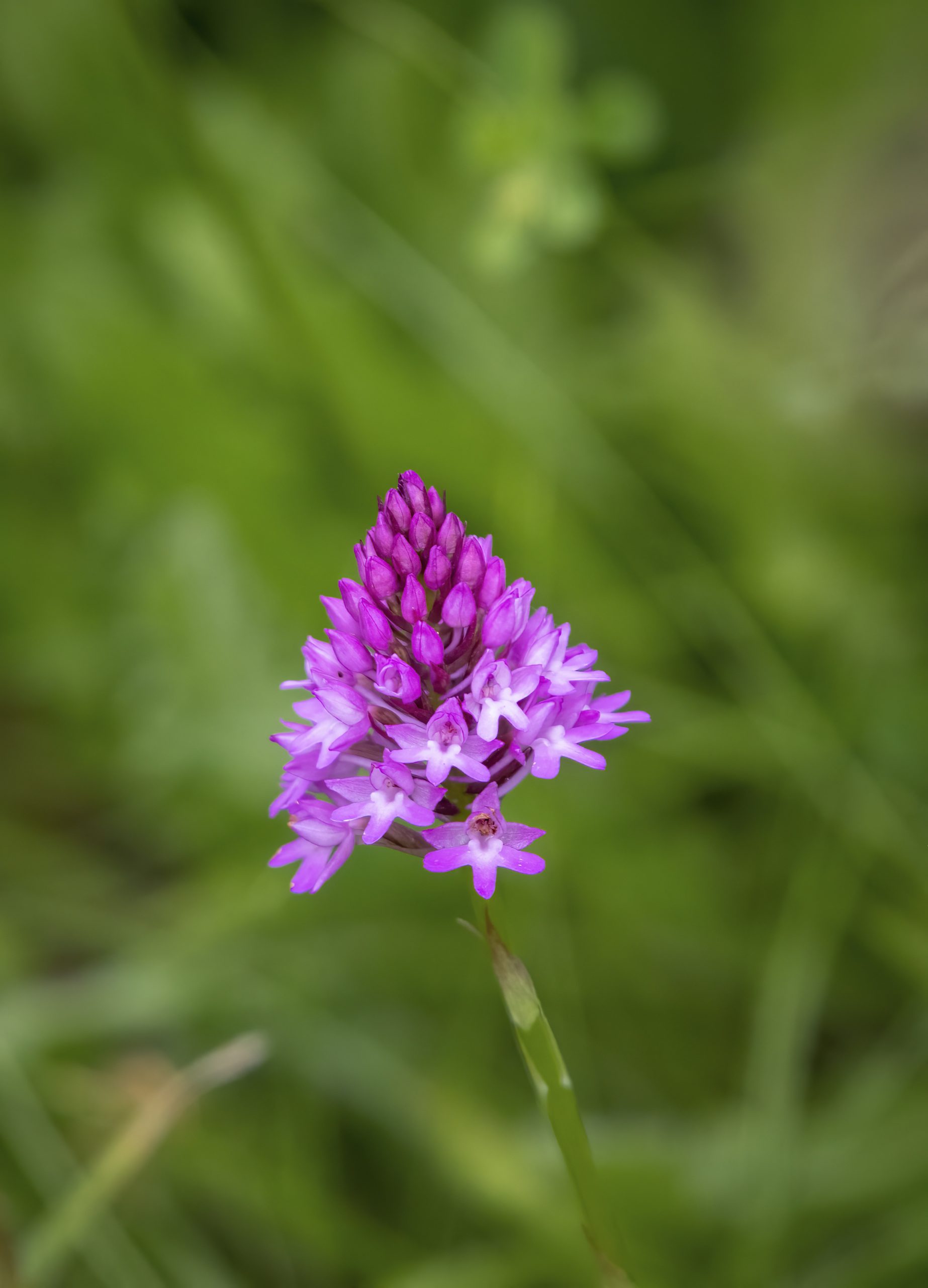 Pyramidal Orchid found on the chalk escarpment